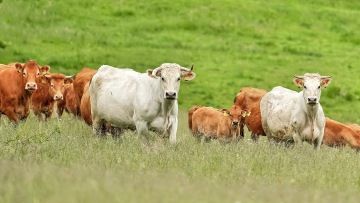 Pastvina a naše stádo