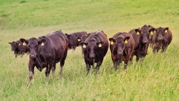 Pastvina a naše stádo