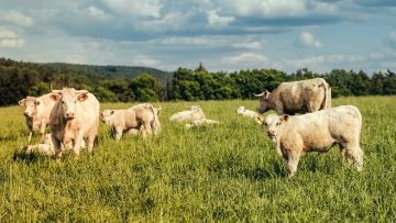 Pastvina a naše stádo