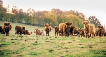 Pastvina a naše stádo