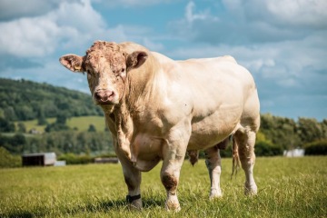Charolais
