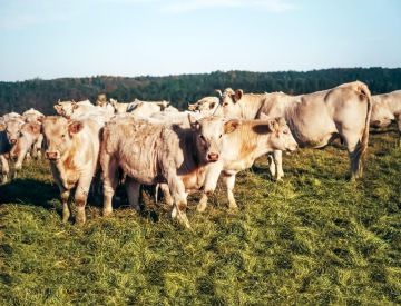 Pastvina a naše stádo